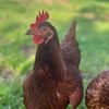 chicken._37