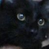 gatomeowmeow7