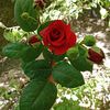 ahmetdibo6