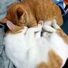 korichan_kentang