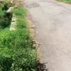 anungid