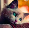 son_yaz6565