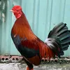 maulanhnhock