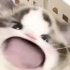 .hoanganiuem
