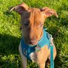 fosterpup4