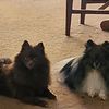 pomeranians.2