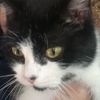hambanya_kucing