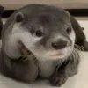 doinhucac621