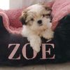 zoe_mishihtzu12original