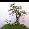 amin_baturakit84