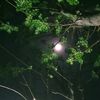 _moonlight855