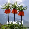 amed 21