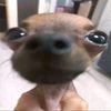 el_perre_insanidi