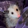 Rilleytheopossum