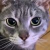 kittykat5555555