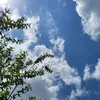 zunii_2