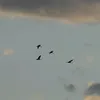 snaigusas2