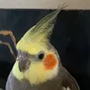 psitinhaaaa