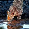 cheetah019