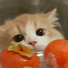 kvy_25