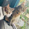 gataolindinha