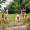 myshepherddogs