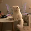 karolinabezinsta
