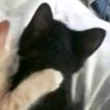 tengo_hambrev1