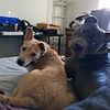 the_snacc_pack