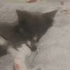 hamsterlover4_ever