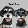 teo_juno