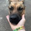 monica_malinoisx