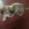 truongyphuong