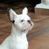 tizianotodaro