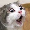 rarakawai_3