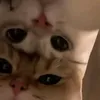 aiceshky