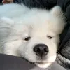 Samoyed