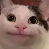 dy0szxf204pg