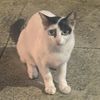 meowmiaw9