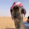 fahed.nasser