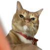 attackdog66