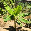 keedmbishisanaakutafuna