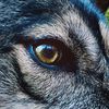 echothegoodwolf