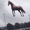t0astys_acc