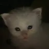 meow_25872