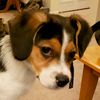 baskervillehounds