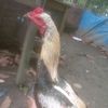 izamafriza123