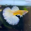 .guppy.chinsu