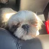 szibi.the.dogge