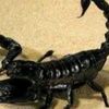 skorpion_067
